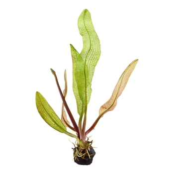 Aponogeton madagascariensis - Madagaskar-Gitterpflanze